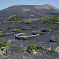 Lanzarote-La-Geria-WWW_04