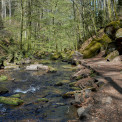 Rheinland-Pfalz-Pfalz-Trippstadt-Karlstalschlucht-WWW_04