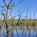 Rheinland-Pfalz-Soergenloch-NSG-An-der-Lausau-WWW_03