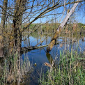 Rheinland-Pfalz-Soergenloch-NSG-An-der-Lausau-WWW_05