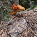 Bayern-Bodenmais-Hochfall-WWW_05