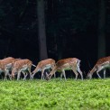 Damwild-Wildpark-Buedingen-WWW_01