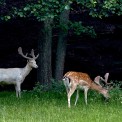 Damwild-Wildpark-Buedingen-WWW_02