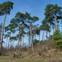 Rheinhessen-Mainz-Lennebergwald-Waldkiefer-WWW_01