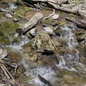 Rheinland-Pfalz-Melsbach-Laubach-Wasserfall-WWW_01
