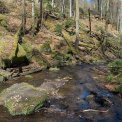 Rheinland-Pfalz-Pfalz-Trippstadt-Karlstalschlucht-WWW_05