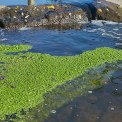 Rheinland-Pfalz-Pfalz-Westheim-Queich-Wasserstern-WWW_01