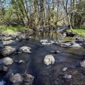 Rheinland-Pfalz-Seck-Holzbachschlucht-WWW_03
