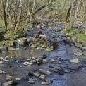 Rheinland-Pfalz-Seck-Holzbachschlucht-WWW_07