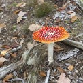 Rheinland-Pfalz-Westerwald-Horhausen-Fliegenpilz-Amanita-muscaria-WWW_01