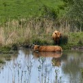 Schottisches-Hochlandrind-Hahnheimer-Bruch-WWW_01