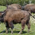Bison-Wildpark-Rheinboellen-WWW_01