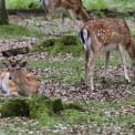 Damhirsch-Wildpark-Alte-Fasanerie-WWW_03