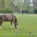 Pferde-Linslerhof-WWW_03