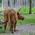 Schottisches-Hochlandrind-Wildpark-Alte-Fasanerie-WWW_02