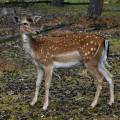 damhirsch-wildpark-alte-fasanerie-www_01