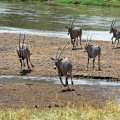kenia-samburu-np-beisa-oryx-antilope-www_02