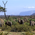 kenia-samburu-np-elefantenherde-www_01