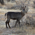 kenia-samburu-np-ellipsen-wasserbock-www_01