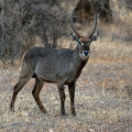 kenia-samburu-np-ellipsen-wasserbock-www_02