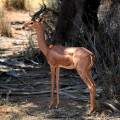 kenia-samburu-np-grant-gazelle-www_02