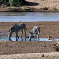 kenia-samburu-np-grevy-zebra-www_01