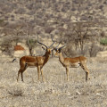 kenia-samburu-np-impala-antilope-www_01