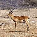 kenia-samburu-np-impala-www_03