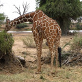 kenia-samburu-np-netzgiraffe-www_05