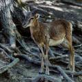 mufflon-wildpark-rheinboellen-www_02