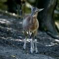 mufflon-wildpark-rheinboellen-www_03