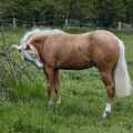 pferd-isabell-palomino-quarter-horse-linslerhof-www_01