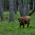 schottisches-hochlandrind-wildpark-alte-fasanerie-www_01