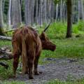 schottisches-hochlandrind-wildpark-alte-fasanerie-www_02