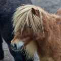 shetlandpony-linslerhof-www_01