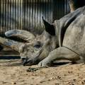 spitzmaulnashorn-frankfurter-zoo-www_01