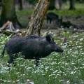 wildschwein-wildpark-alte-fasanerie-www_01