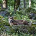 Luchs-Wildpark-Alte-Fasanerie-WWW_01