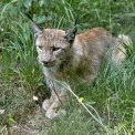 Luchs-Wildpark-Alte-Fasanerie-WWW_02
