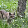 Luchs-Wildpark-Alte-Fasanerie-WWW_03
