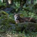 luchs-wildpark-alte-fasanerie-www_01