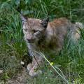 luchs-wildpark-alte-fasanerie-www_02