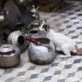 marokko-marrakesch-katze-reiseimpressionen_01