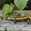 feuersalamander-eltville-rausch-www_01