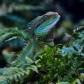 wasseragame-palmengarten-frankfurt-www_01_0