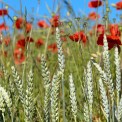 Rheinhessen-Mainz-Drais-Mohn-Getreide-WWW_01