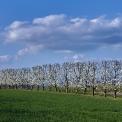 Rheinhessen-Mainz-Drais-WWW_01