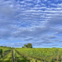 1_Rheinhessen-Ober-Ingelheim-WWW_01