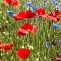 Rheinhessen-Schwabenheim-Mohn-Kornblume_01