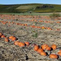Rheinhessen-Stadecken-Elsheim-WWW_02